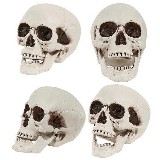 Schädel mit beweglichem Kiefer