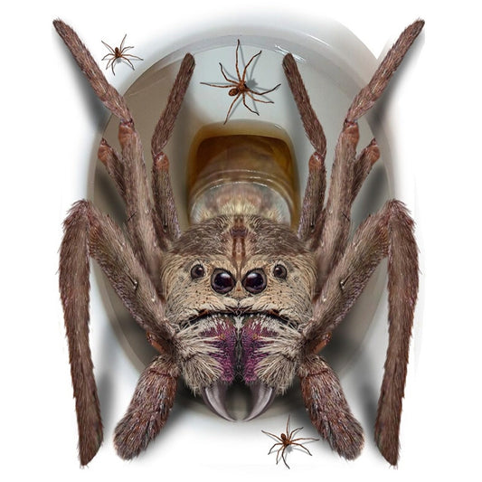 WC Riesenspinne