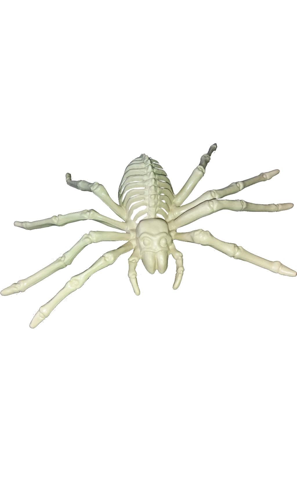 Skelett Spinne