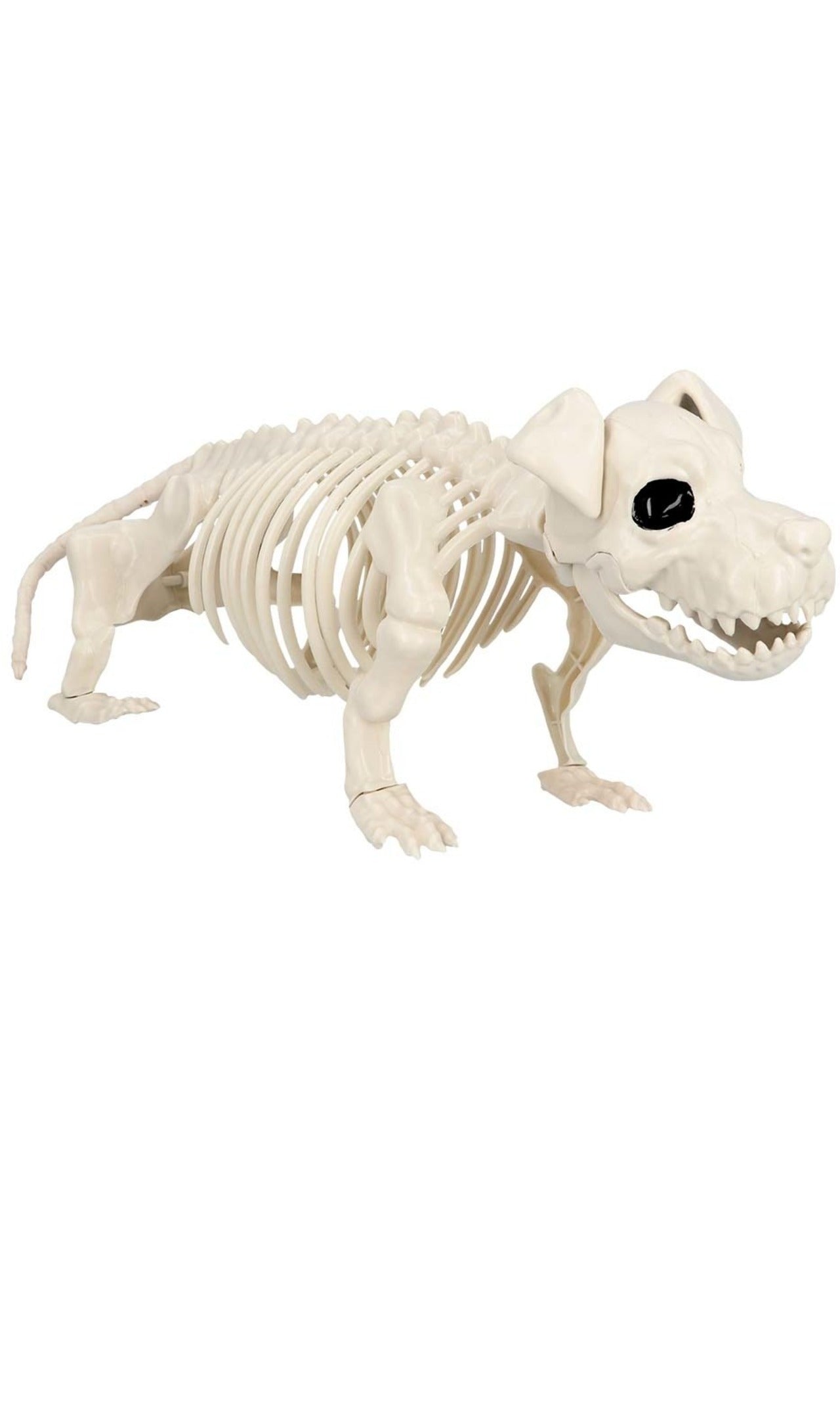 Wachhund-Skelett