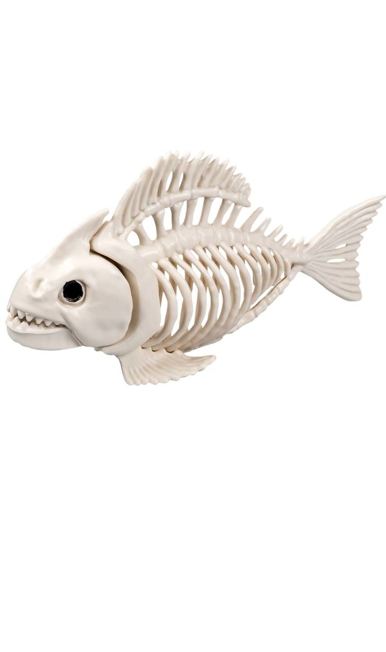 Piranha-Skelett